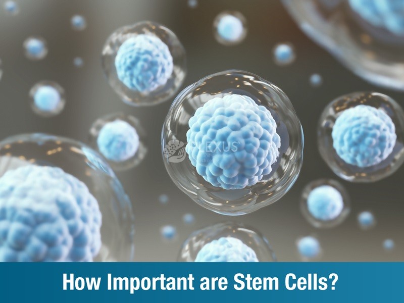 How Important are Stem Cells?