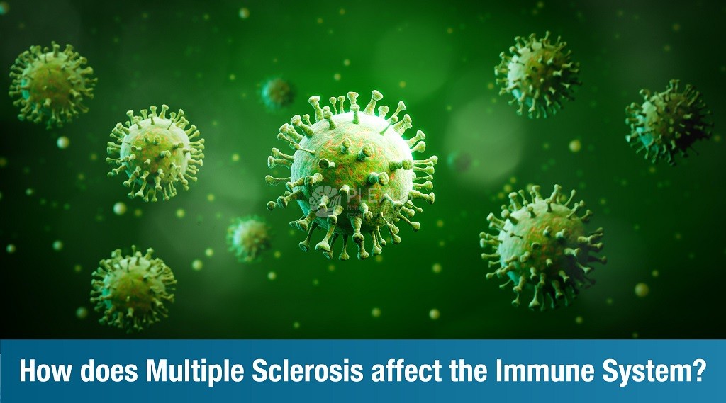 How does Multiple Sclerosis affect the Immune System?