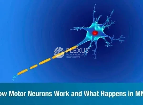 How Motor Neurons Work and What Happens in MND