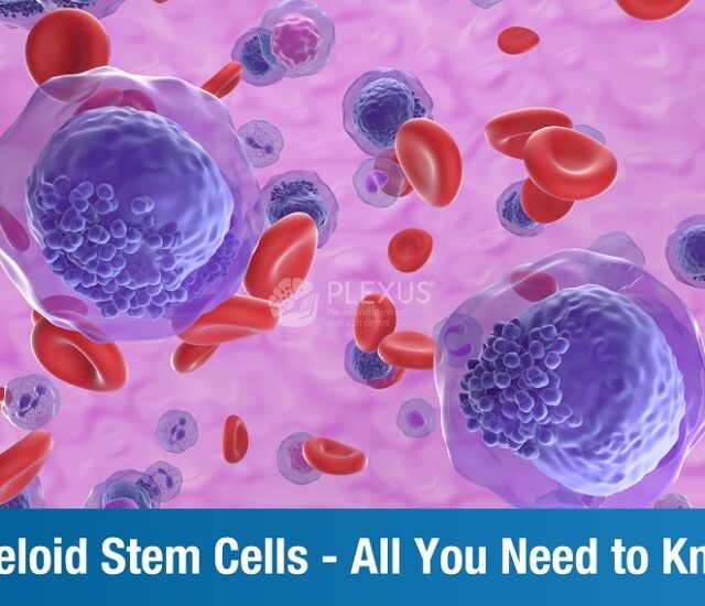 Myeloid Stem Cells