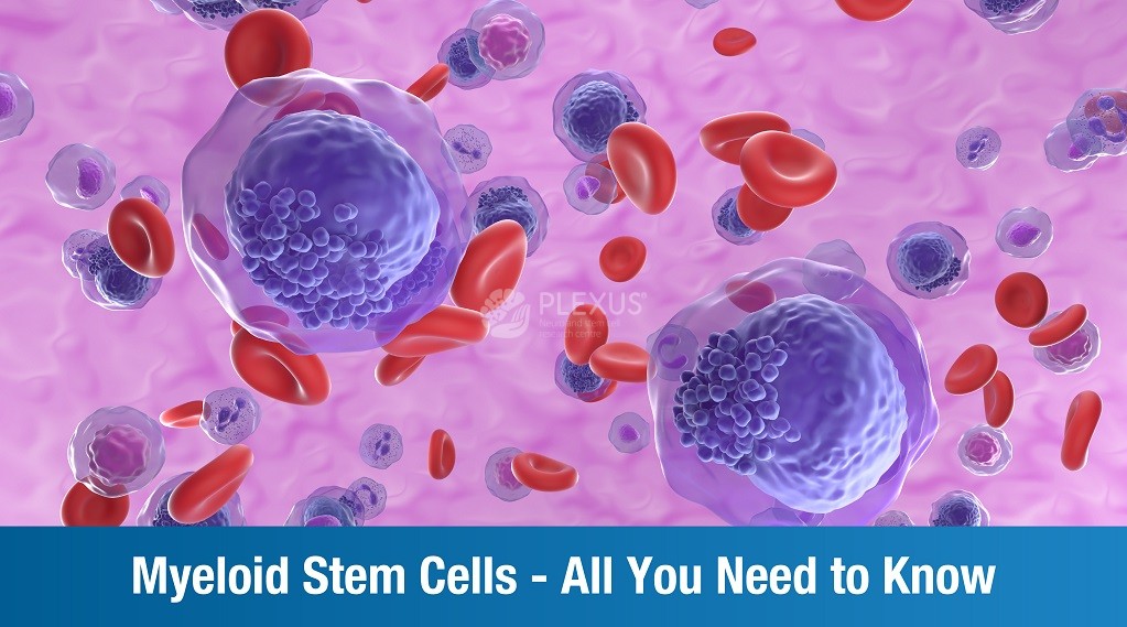 Myeloid Stem Cells