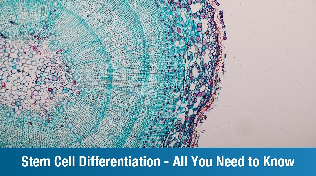 Cell differentiation