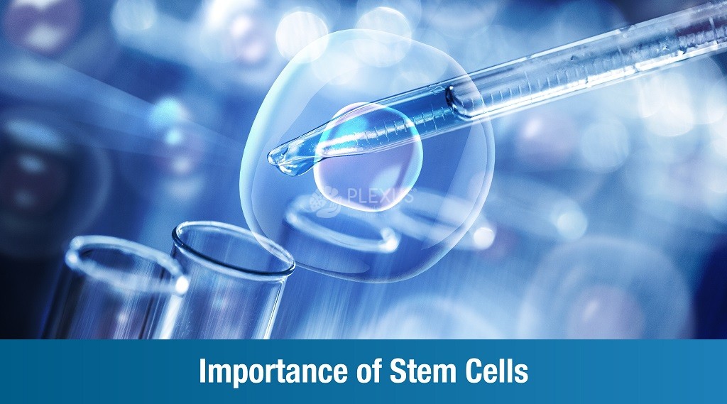 Importance of stem cells