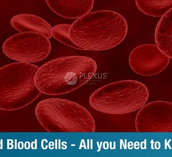 Cord blood cells – All you need to know