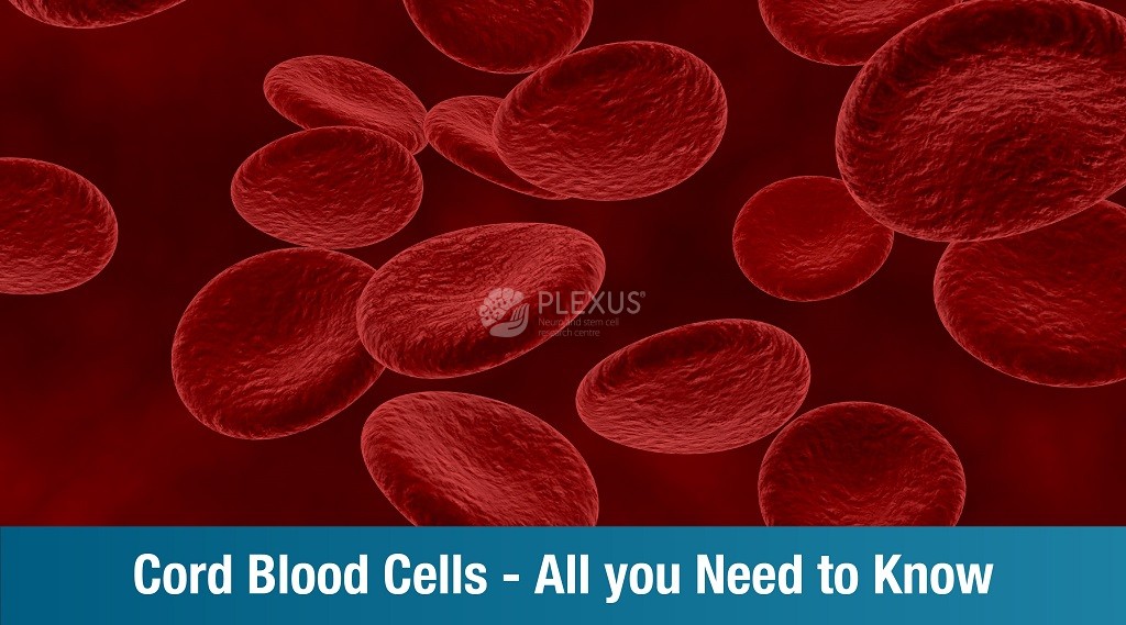 Cord blood cells – All you need to know
