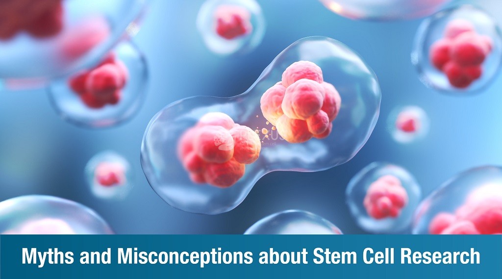 Myths and Misconceptions about Stem Cell Research