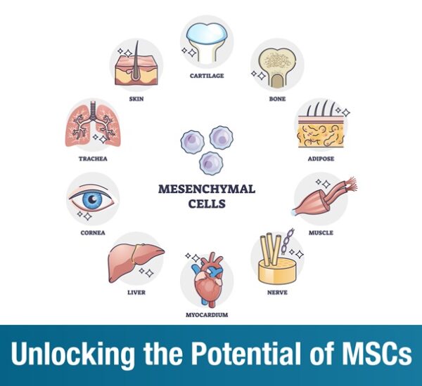 Unlocking the Potential of MSCs : A New Era in Regenerative Medicine