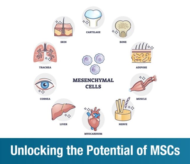 Unlocking the Potential of MSCs : A New Era in Regenerative Medicine