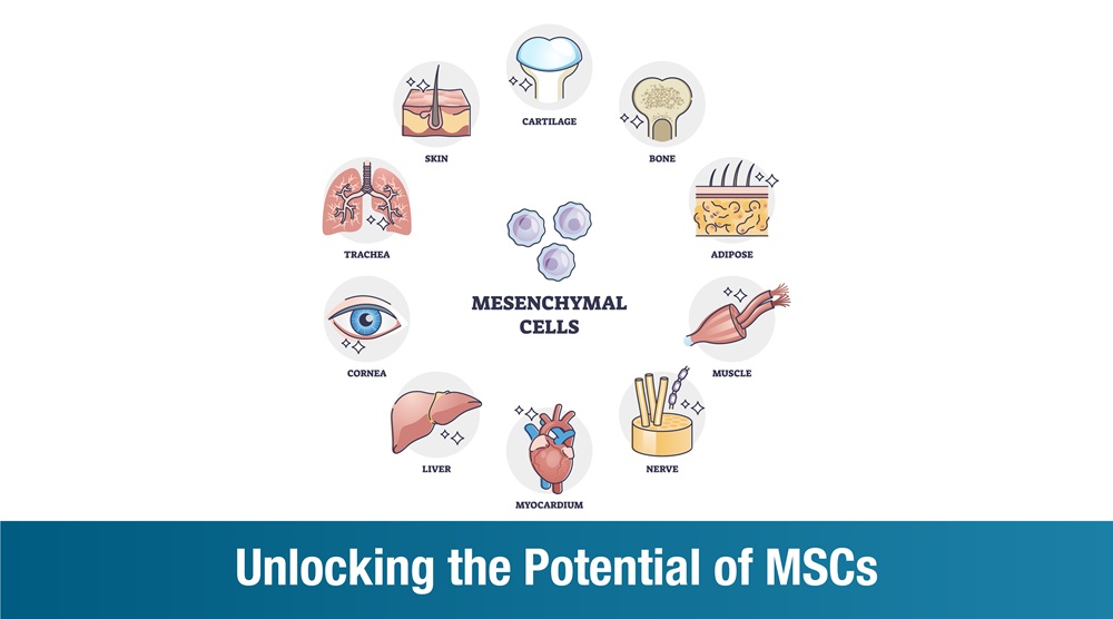 Unlocking the Potential of MSCs : A New Era in Regenerative Medicine